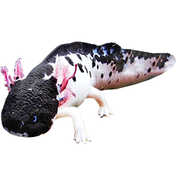 Piebald Axolotl